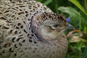 Fasan, Fasanenweibchen