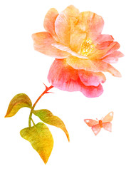 Watercolor pink rose and butterfly, isolated, golden toned