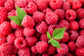 Raspberry. Fresh organic berries with leaves macro. Fruit background.