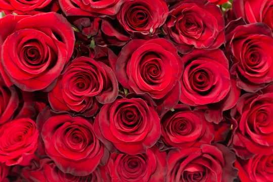 Red roses close-up