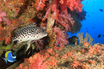 Fish on ocean coral reef