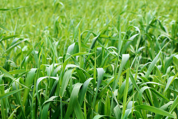 Panorama of stems of bright green grass