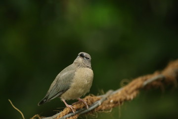 Young gouldian finch (Erythrura gouldiae) sitting on a wire