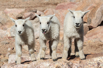 Wild Mountain Goats of the Colorado Rocky Mountains