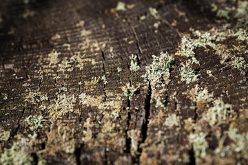 the moss growing on the cut tree in the forest
