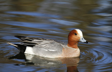 Male Eurasian wigeon, Anas penelope, swimming in a pond in Tampere Finland.