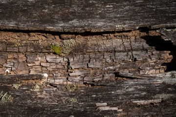 bark, natural background