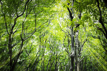 Fototapeta premium Sunlight In Deciduous Forest, Summer Nature. Sunny Trees