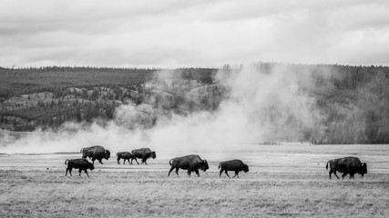 Bison grazing in the field, Yellowstone national park. Black and white photo.