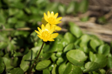 yellow spring flowers in the forest
