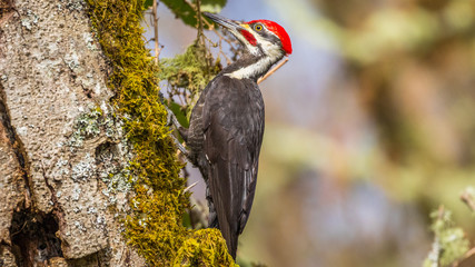 Woodpecker on the tree, drilling holes.