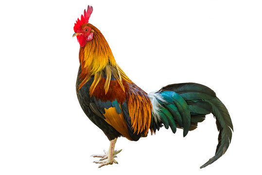 A colorful rooster standing isolated on the white background.