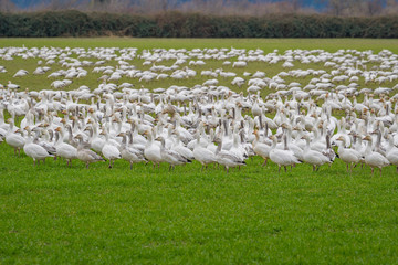 Flock of geese on the green field