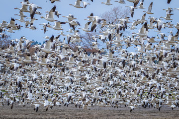 Fototapeta na wymiar Flying geese on the field.