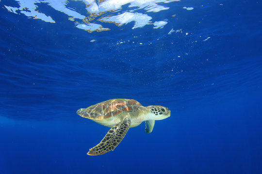 Sea Turtle