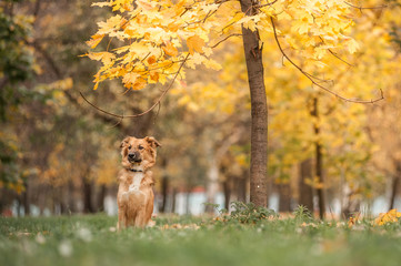 A dog sitting near a tree