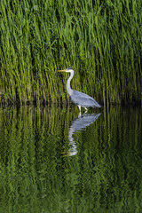 Grey heron in Holland