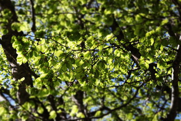 Fueillage de hêtre au printemps