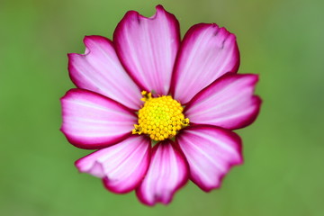 Fototapeta premium Flowers with the film