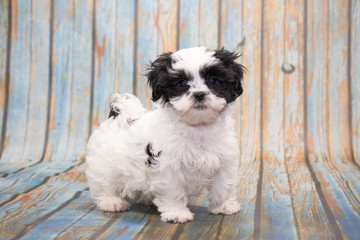 Maltishi on faded blue wooden background