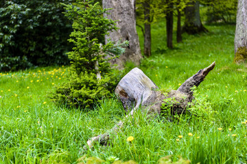 Stump in green grass in the middle of a forest