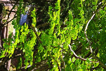 Fueillage de hêtre au printemps