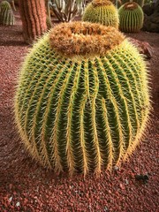 Kakteen, Oasis Park La Lajita, Fuerteventura