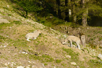 Fototapeta premium Two lambs on pasture at the sunset