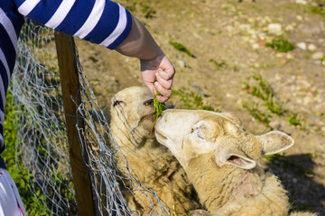 Feeding a sheep from his hand