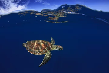Cercles muraux Tortue Sea Turtle split photo half and half over under