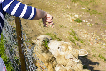 Feeding a sheep from his hand