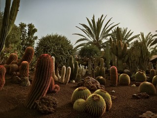 Kakteen, Oasis Park La Lajita, Fuerteventura
