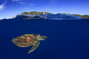 Papier Peint photo Tortue Sea Turtle split photo half and half over under