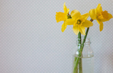 Three yellow daffodils in a vase of water on light background. Bright spring flowers. Vintage background, blue with white polka dots.