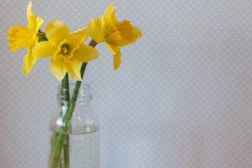 Three yellow daffodils in a vase of water on light background. Bright spring flowers. Vintage background, blue with white polka dots.