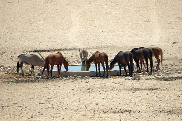 Wildpferde und Orex an einem Wasserloch in der Wüste