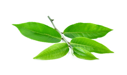 green tea leaf isolated on white background