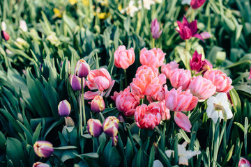 Beautiful spring flowers in the greenhouse. Botanical garden