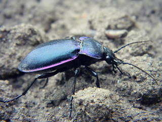 Ground beetle sits on the ground.