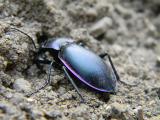 Ground beetle walking.