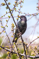 Starling spring sitting on a branch in the garden