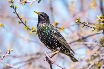 Starling spring sitting on a branch in the garden
