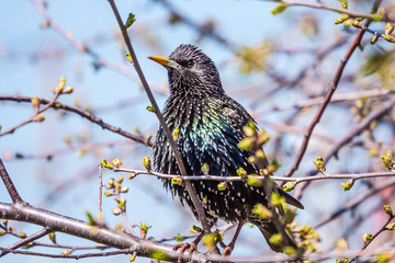 Starling spring a mating call
