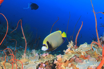 Emperor Angelfish fish on coral reef