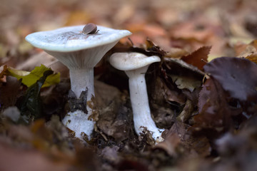 Clitocybe nebularis, commonly known as the clouded agaric, under autumn leaves