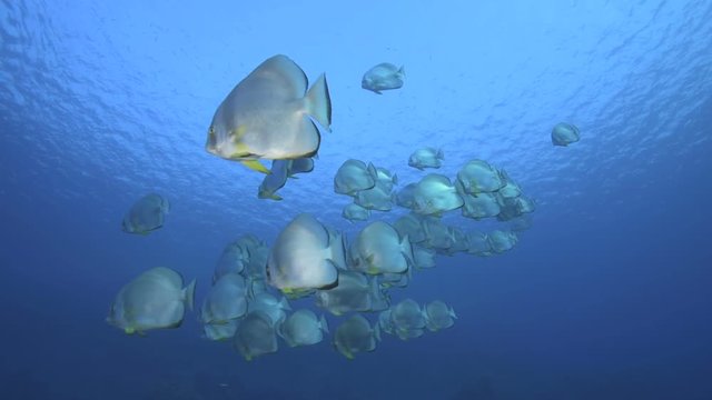 A school of Batfish in the Red Sea, Egypt.
