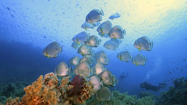A school of Batfish in the Red Sea, Egypt.

