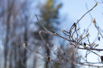 Ice crystals