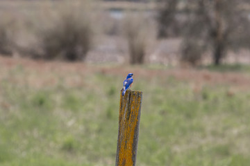Bluebird on a Fencepost
