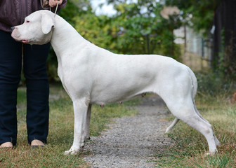 Obraz na płótnie Canvas White Dogo Argentino female standing. side view